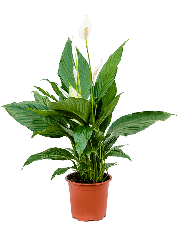 Peace Lily