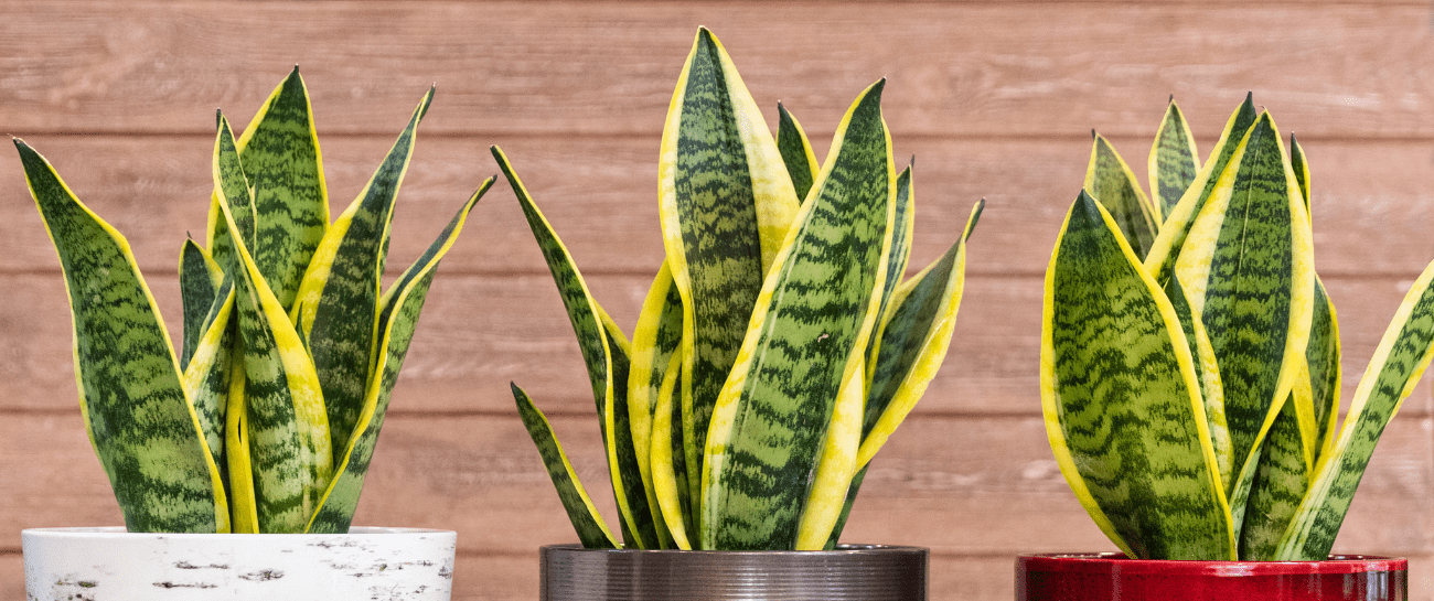 Snake Plant - Plant Store