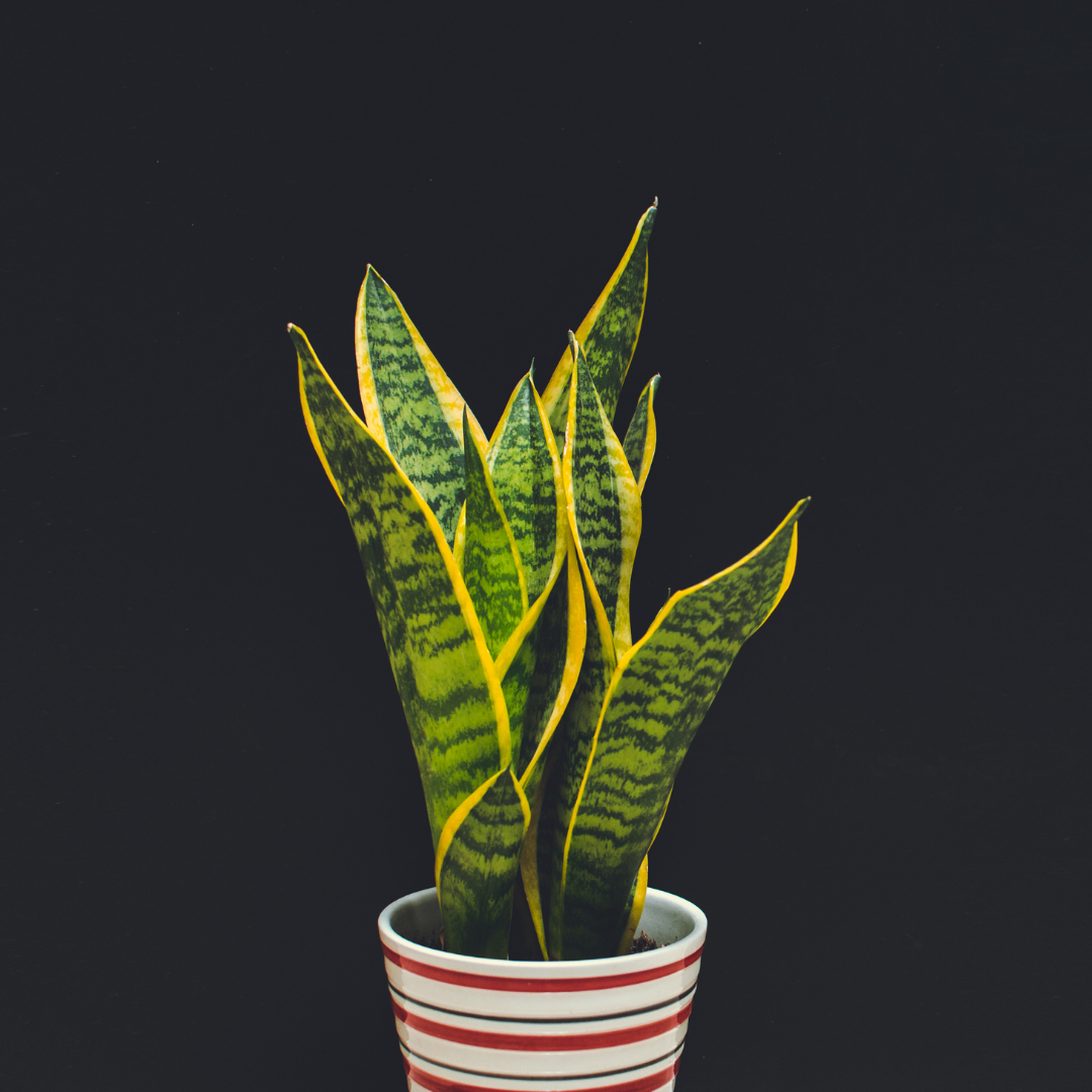 Plant Spotlight: Snake Plant