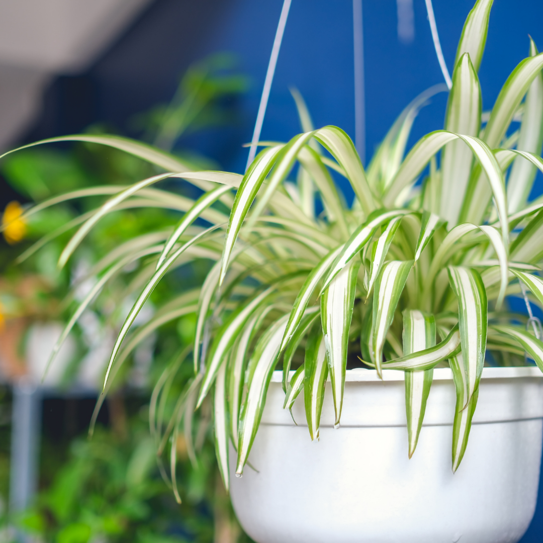 Plant Spotlight: The Spider Plant - Plant Store