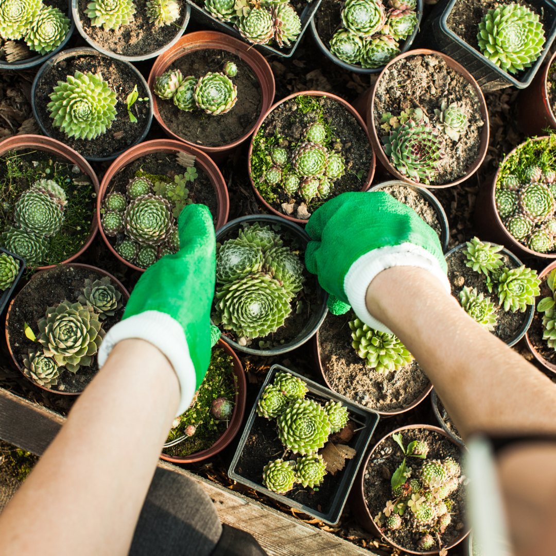 Plant Spotlight: Succulents