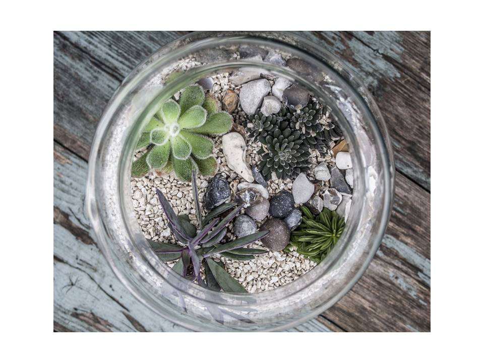 3 Simple Steps to Make a Terrarium - Plant Store