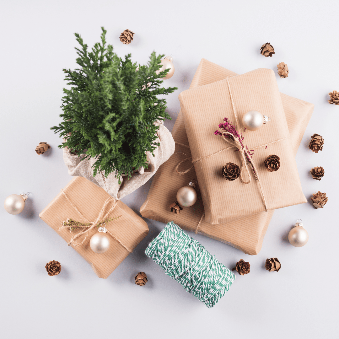 Best Plants to Gift for Christmas 🎁 - Plant Store