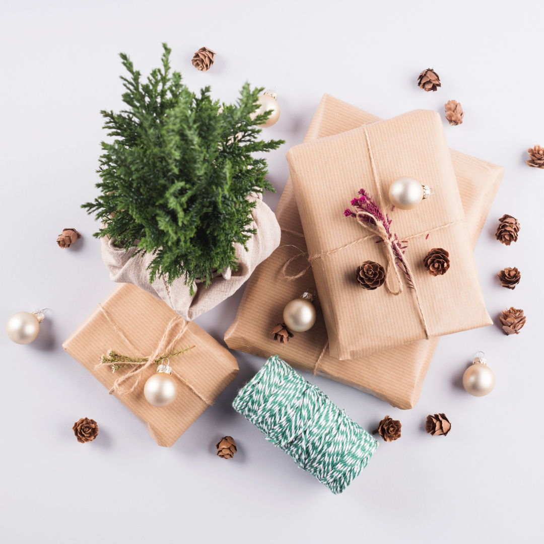 Best Plants to Gift for Christmas 🎁