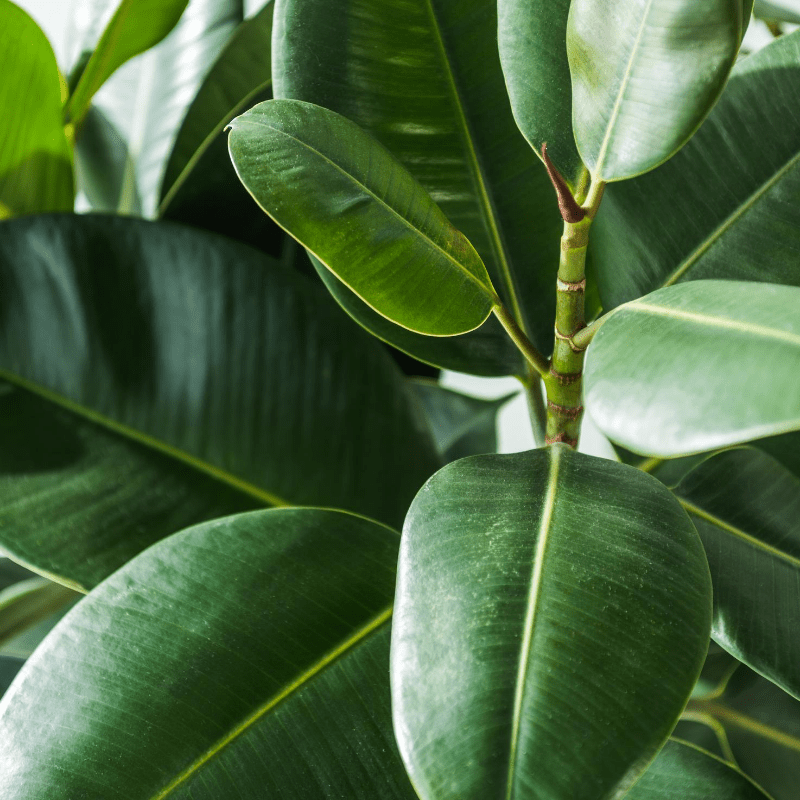 7 Tips To Keep Your Indoor Plants Alive While Away - Plant Store