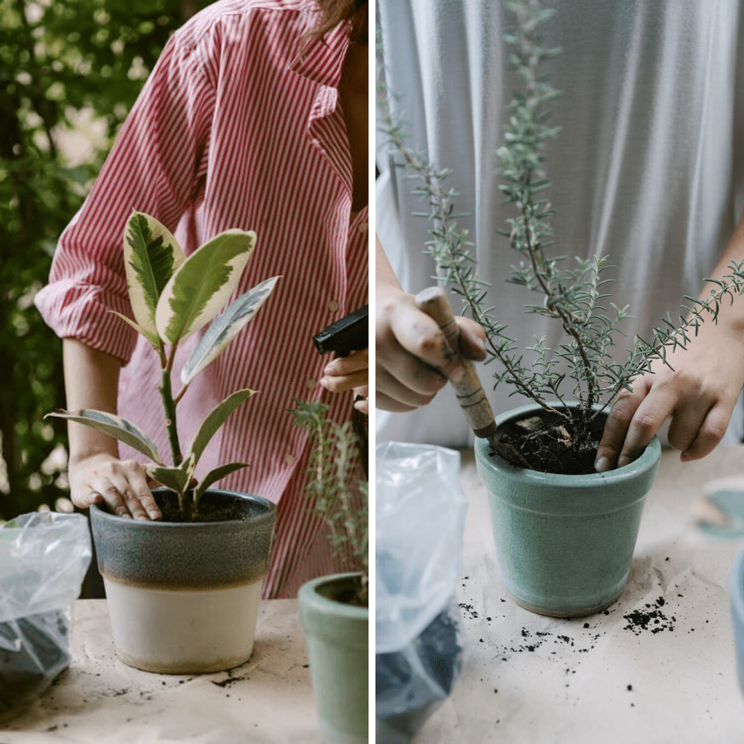 How to Boost Remote Team Morale with Virtual Team-Building Workshops - Plant Store