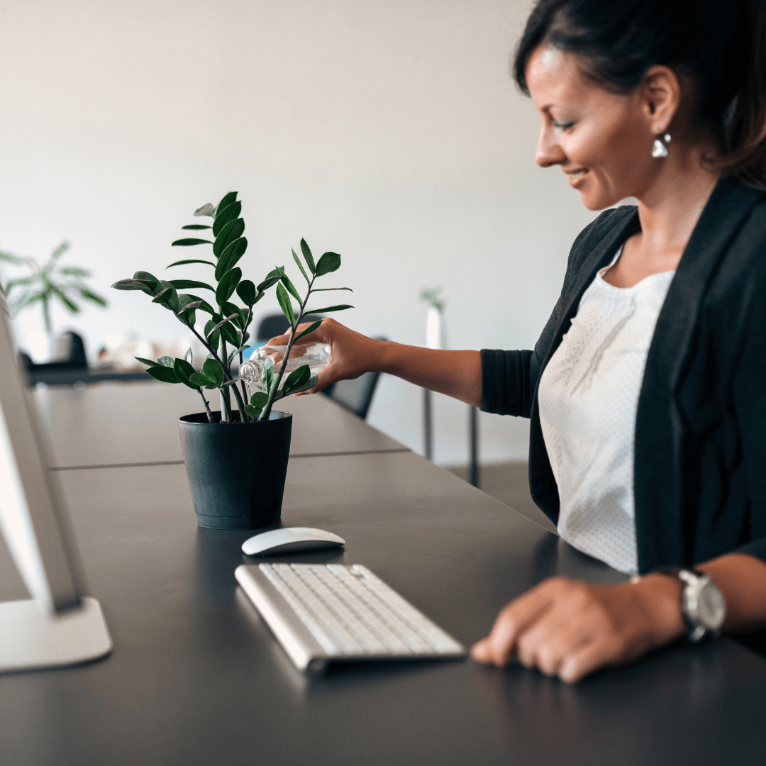 3 Air-Purifying Plants To Breathe Life Back Into Your Workplace - Plant Store