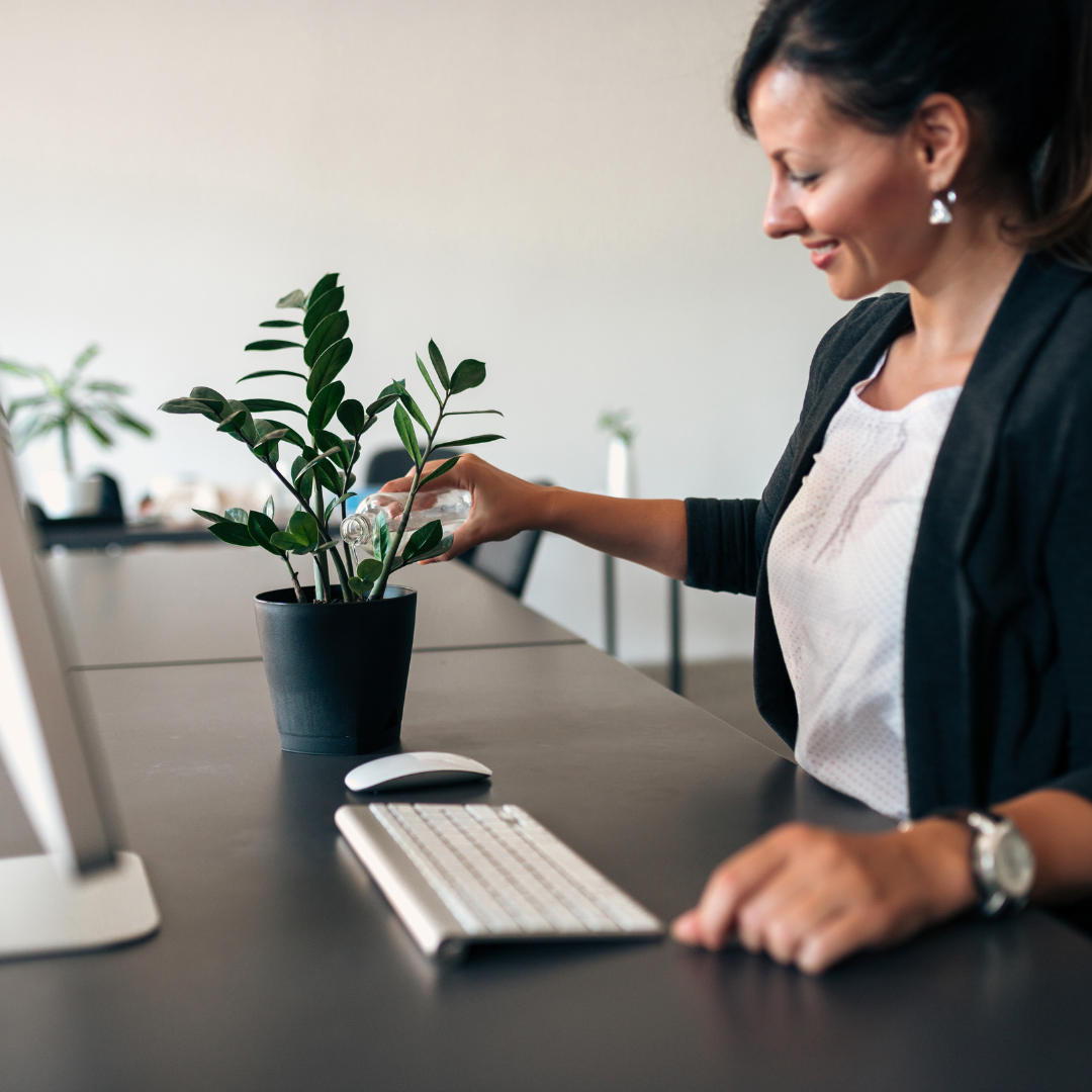 3 Air-Purifying Plants To Breathe Life Back Into Your Workplace