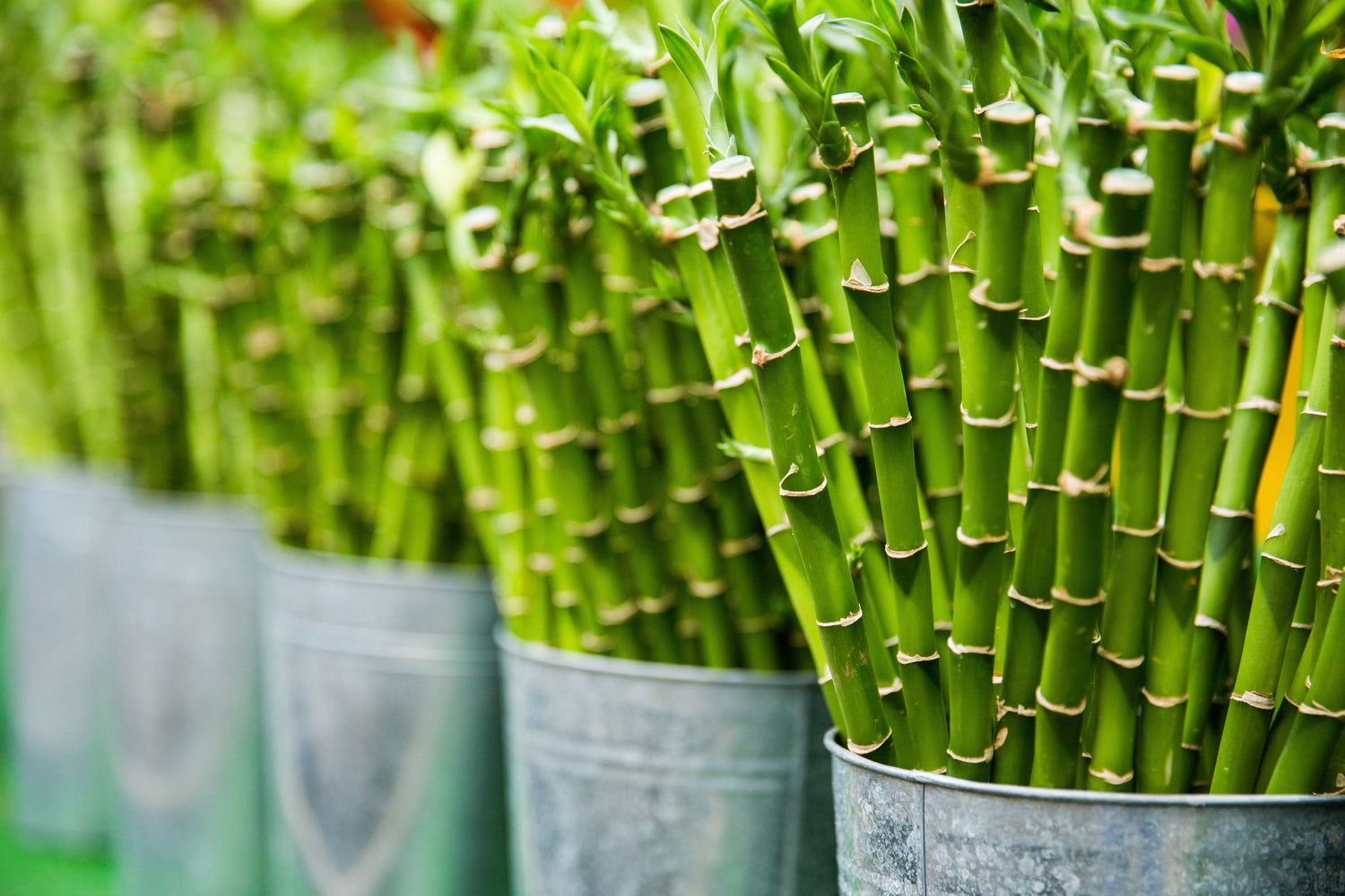 The Bamboo Plant