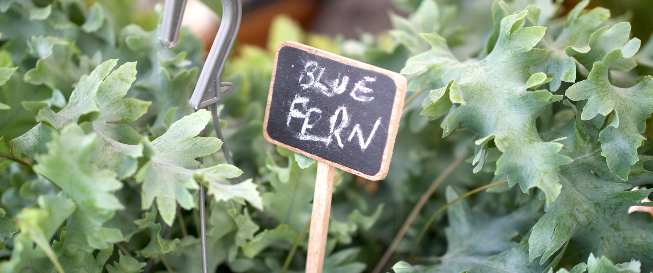 Plant Spotlight: The Blue Fern - Plant Store