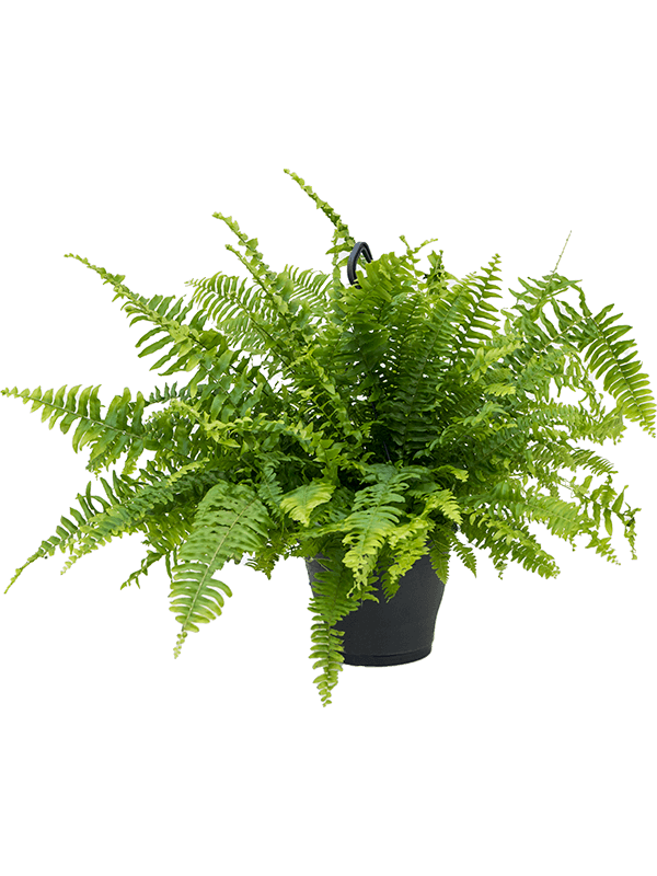 Boston Fern 