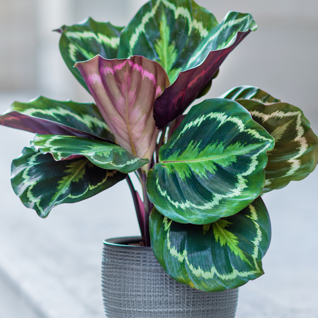 Plant Spotlight: Calathea