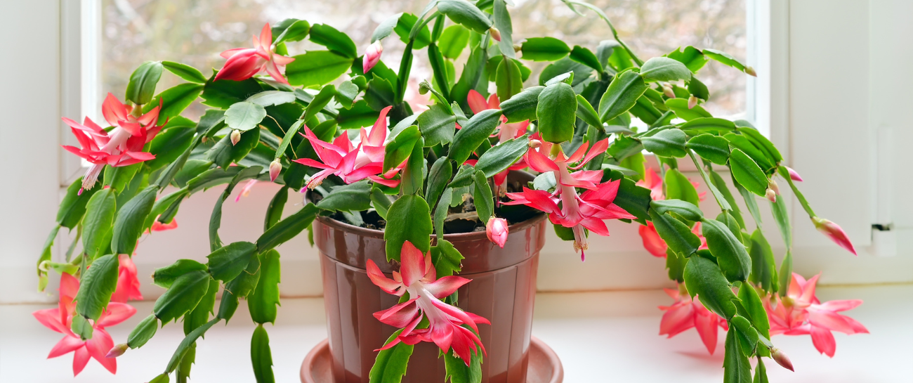 Christmas Cactus - Plant Store