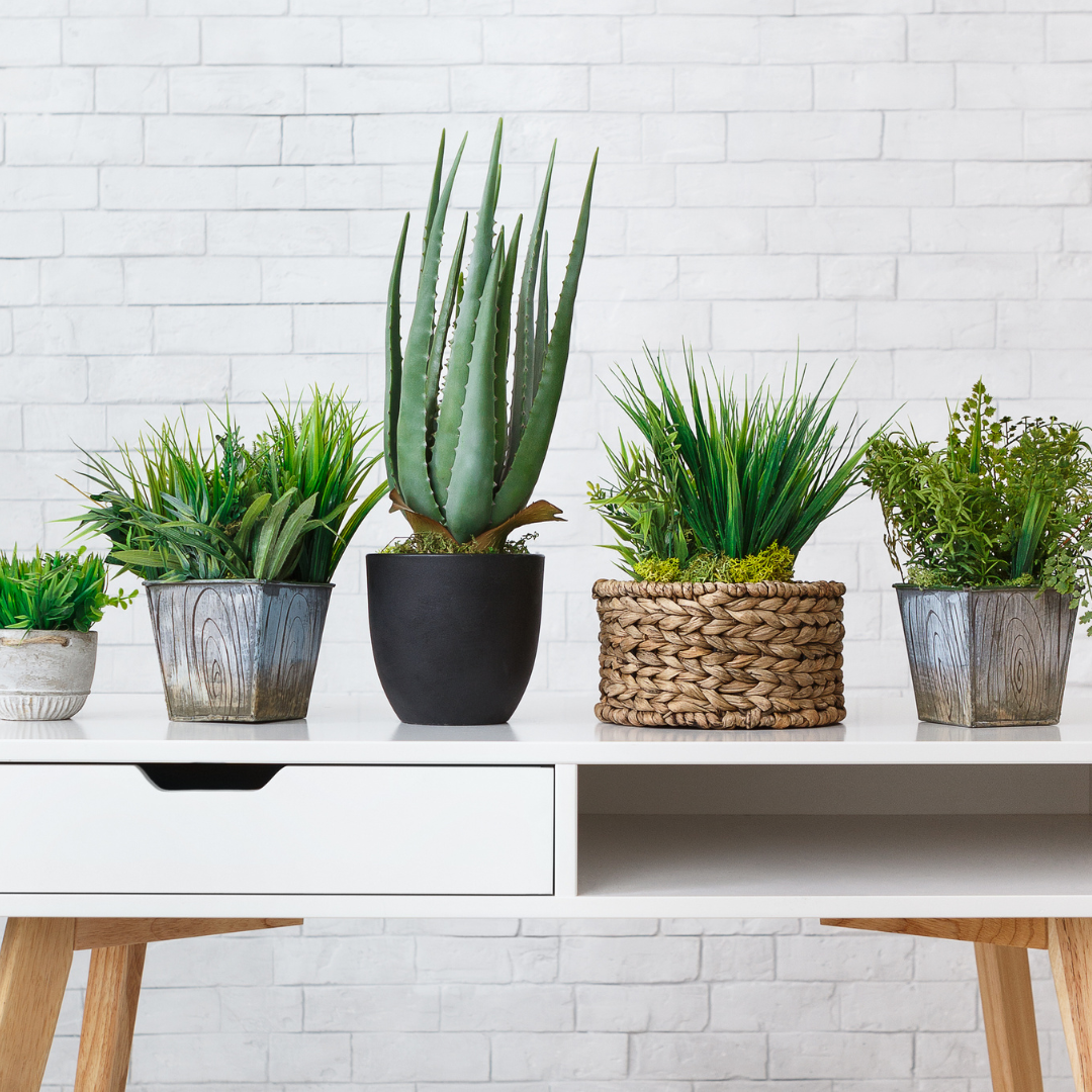 5 Mood-Boosting Desk Plants to Brighten Your Workspace
