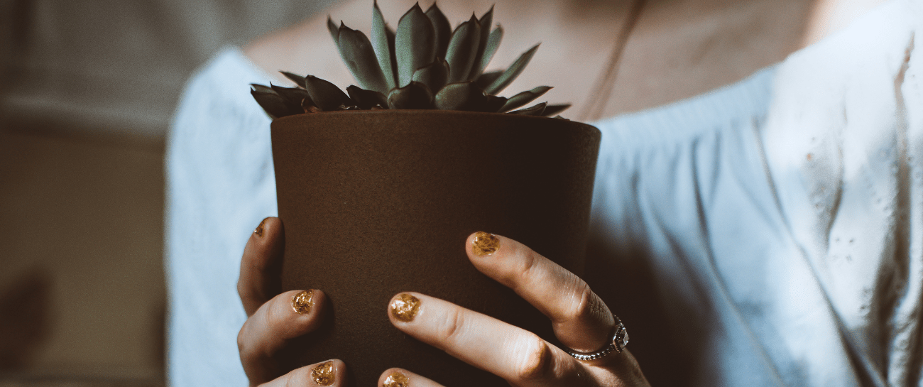 The Ultimate 2024 Gift Guide for Plant Lovers - Plant Store