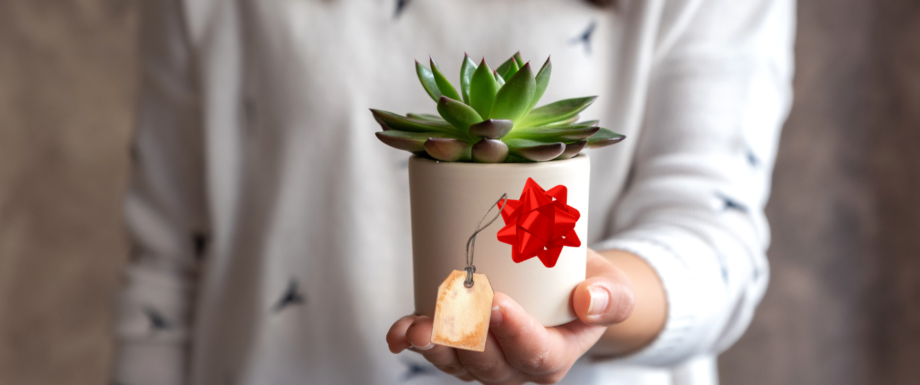 Gift Guide for Plant Lovers: Our Top Picks for the Festive Season