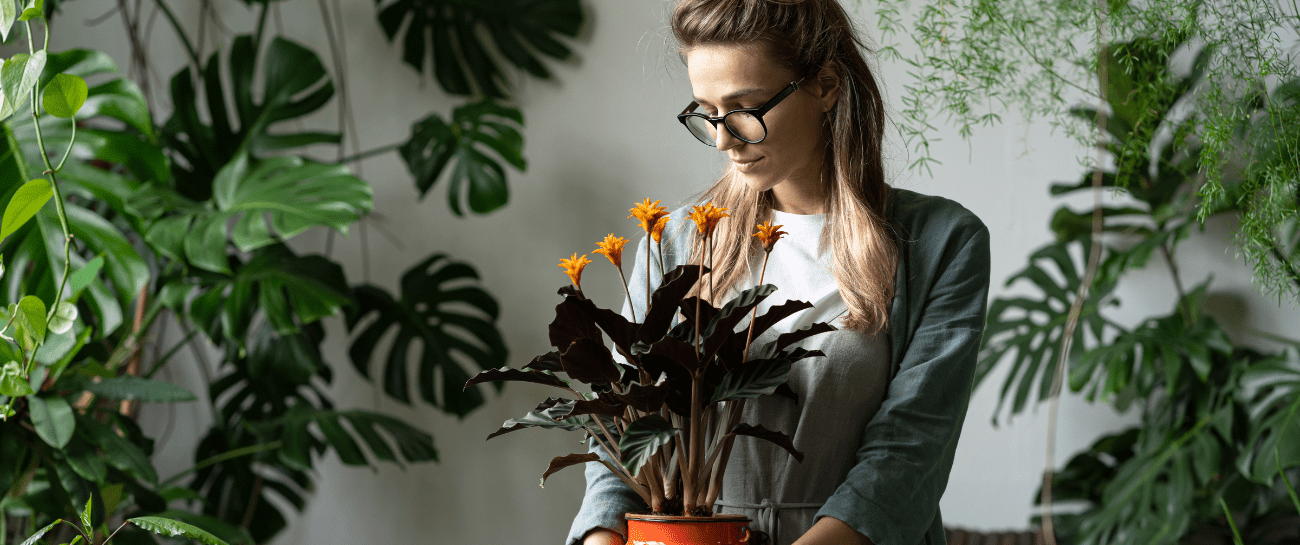 The History of Houseplants: How Nature Moved Indoors - Plant Store