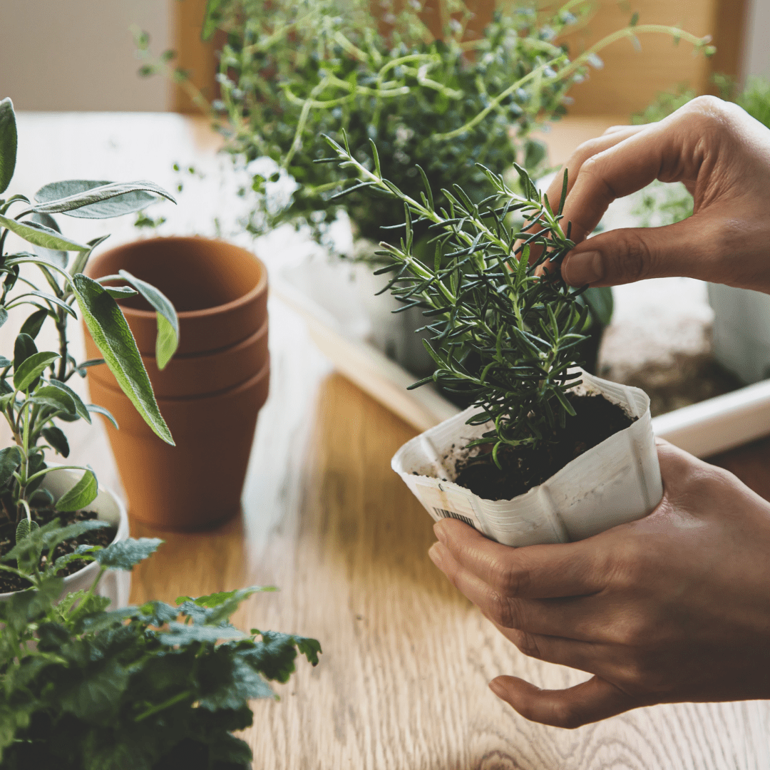 Herbs at Home: 5 Common Herbs & Our Tips for Growing Them Indoors - Plant Store