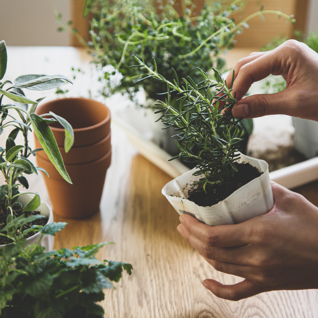 Herbs at Home: 5 Common Herbs & Our Tips for Growing Them Indoors