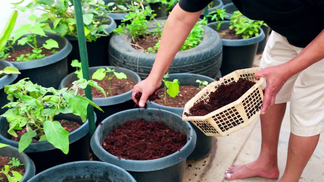 Transform your Rooftop - Plant Store