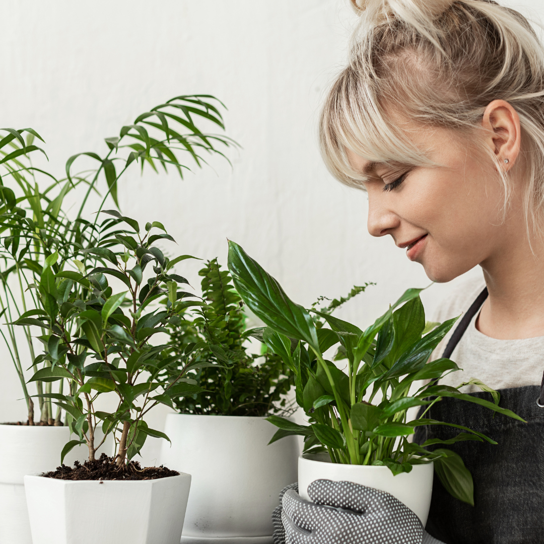 Planting the Truth: Busting 5 Common Myths About Indoor Plants