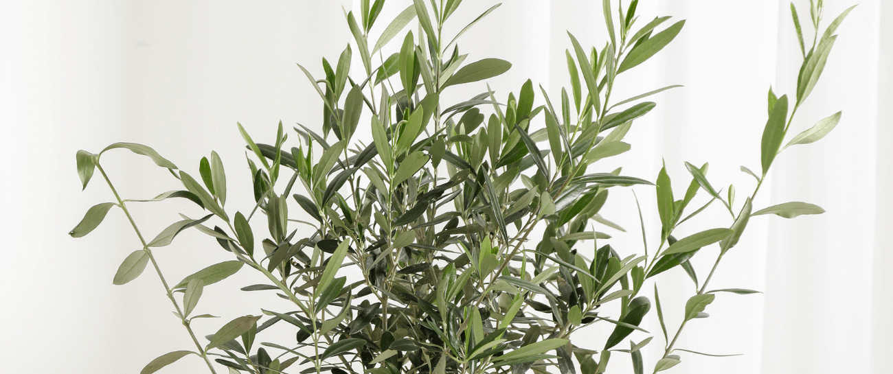 Olive Tree - Plant Store