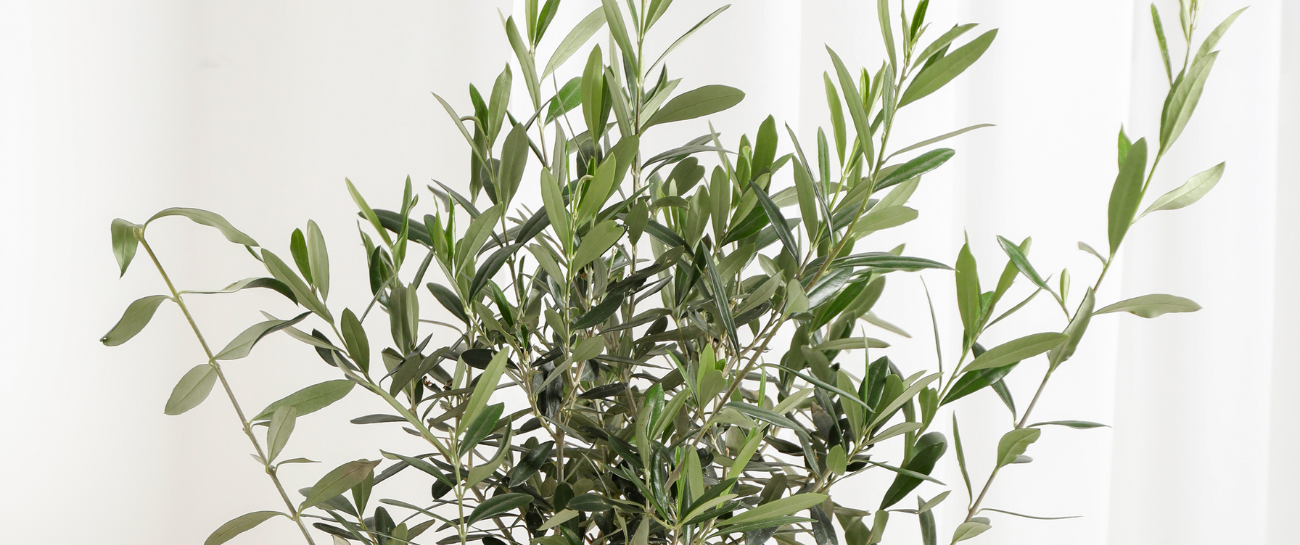 Olive Tree