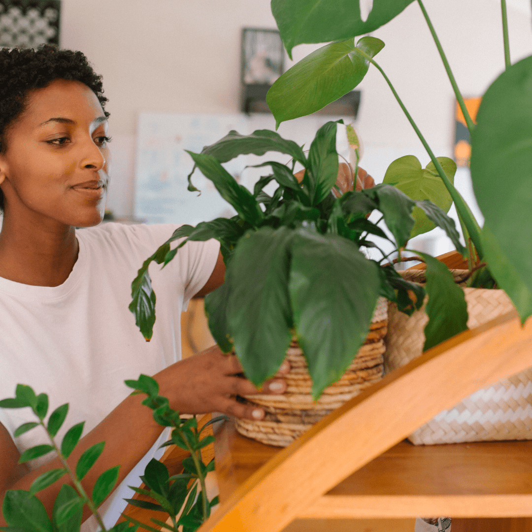 Spring is in the air | 3 ways to prep your plants for growing season - Plant Store