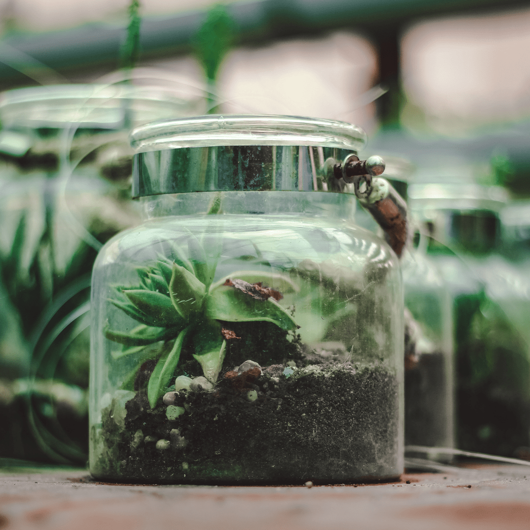 Gardens In A Glass: Everything You Need to Know About Terrariums - Plant Store