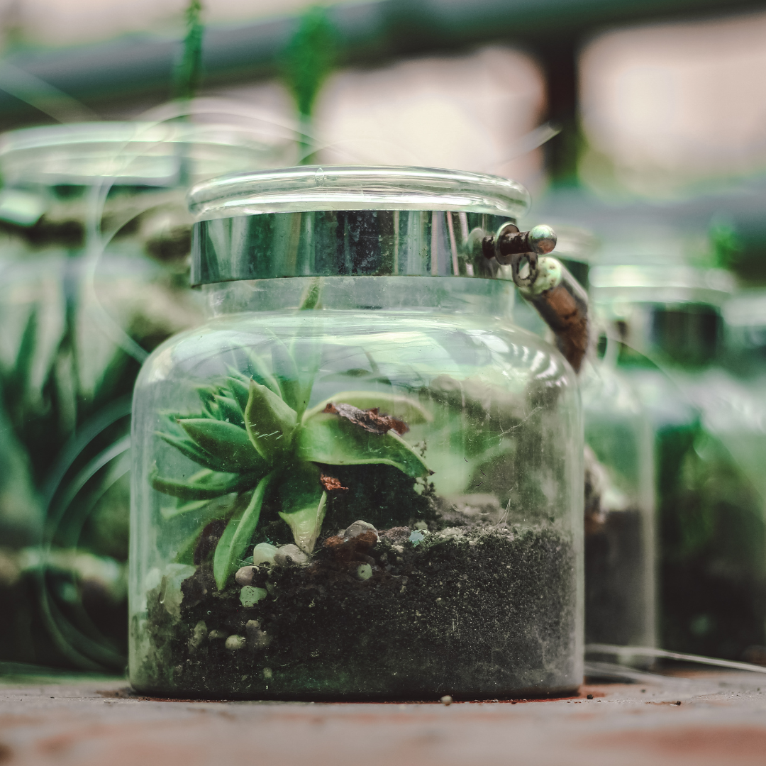 Gardens In A Glass: Everything You Need to Know About Terrariums
