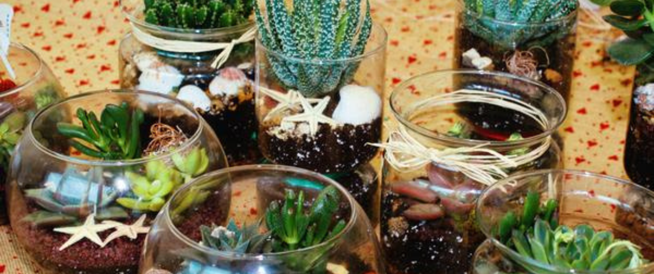 Terrarium - Plant Store