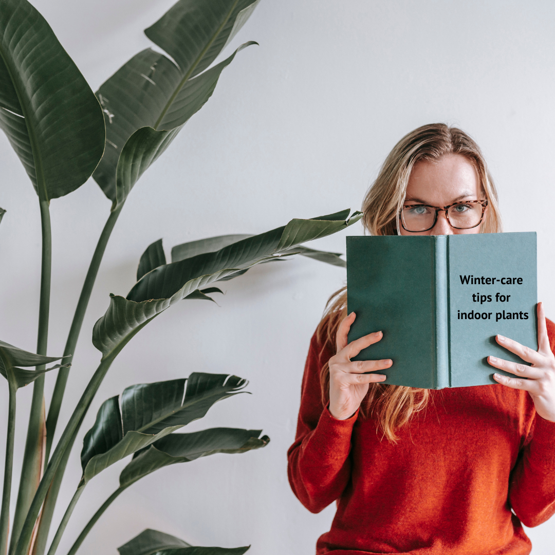 How to care for indoor plants during winter