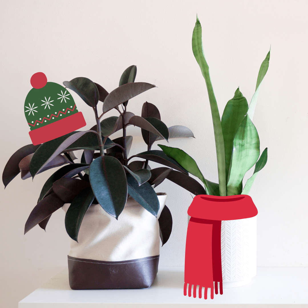 5 Winter Care Tips for Indoor Plants - Plant Store