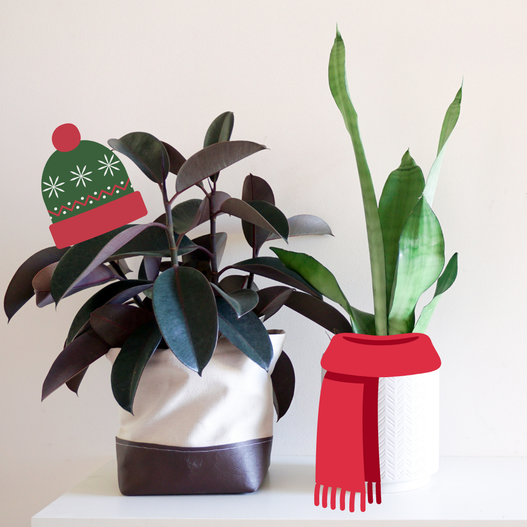 5 Winter Care Tips for Indoor Plants