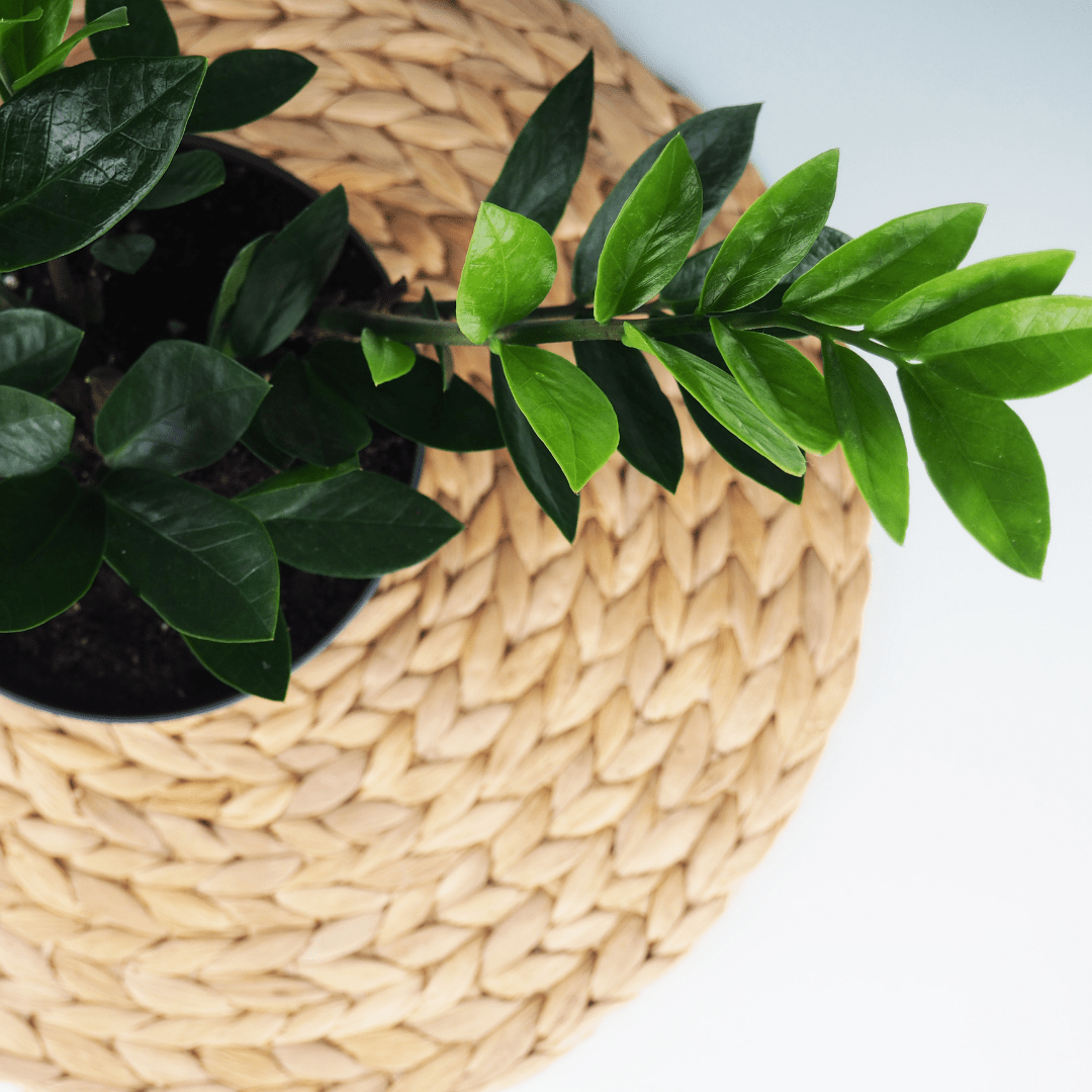 Plant Spotlight: ZZ Plant - Plant Store