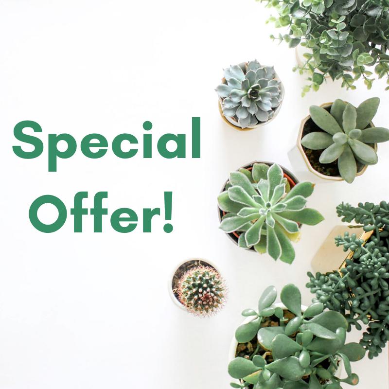 Special Offer Plants