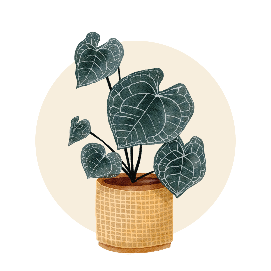 Air Purifying Plants - Plant Store