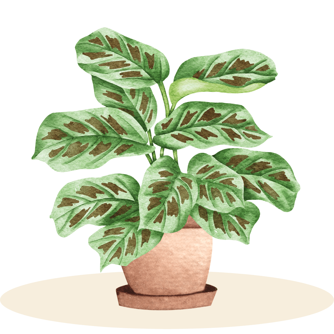 Calathea Plants - Plant Store