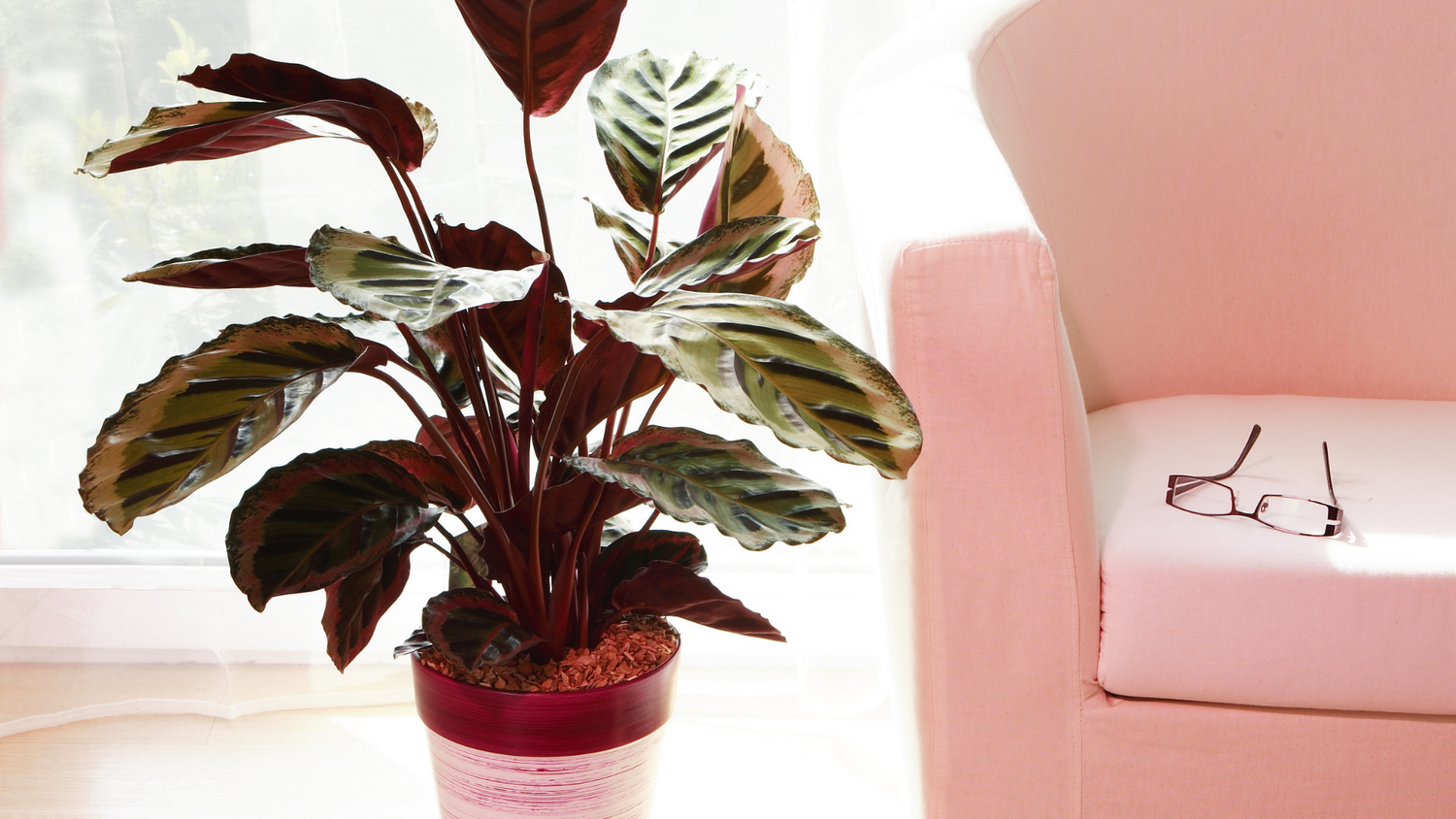 Calathea