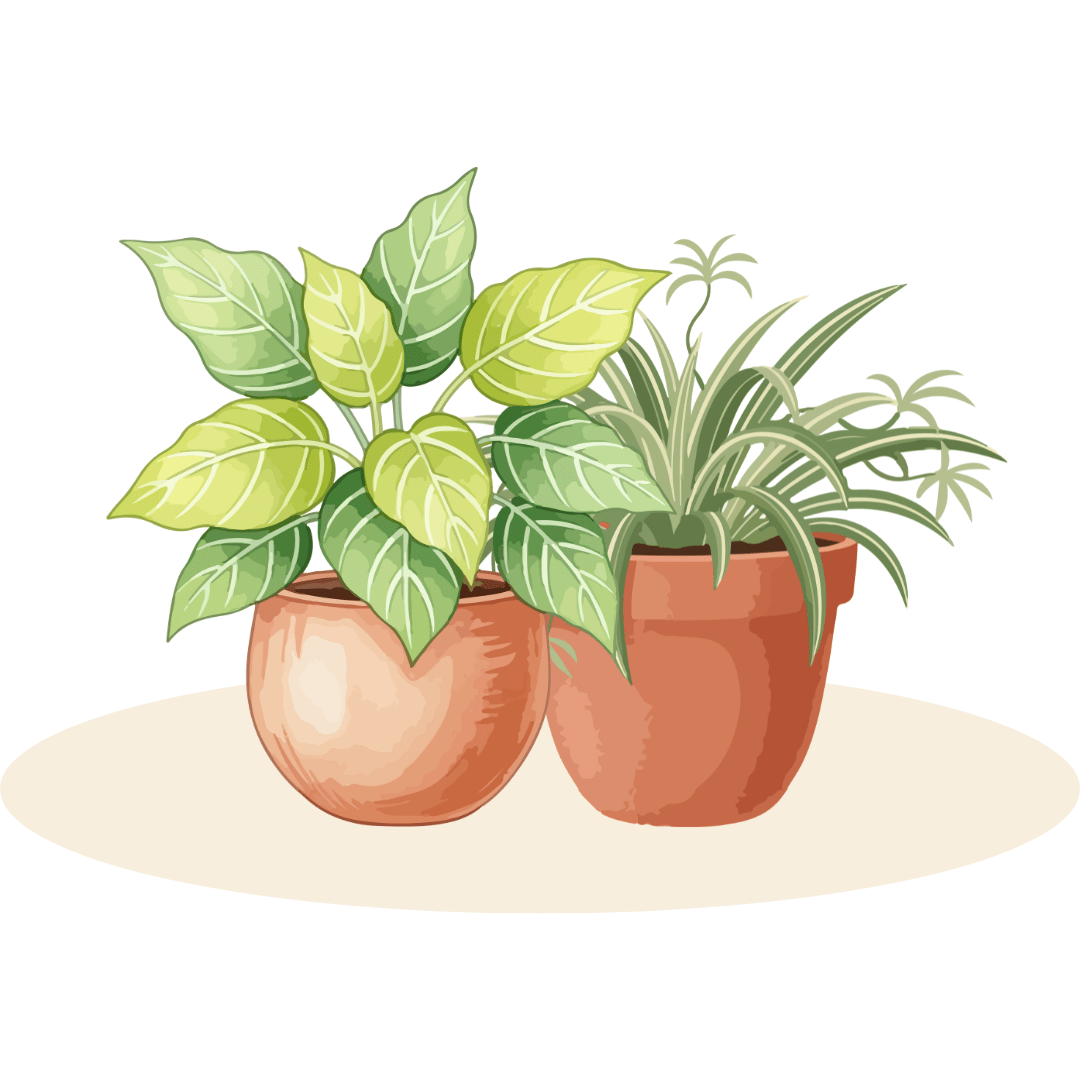 Corporate Gifts - Plant Store