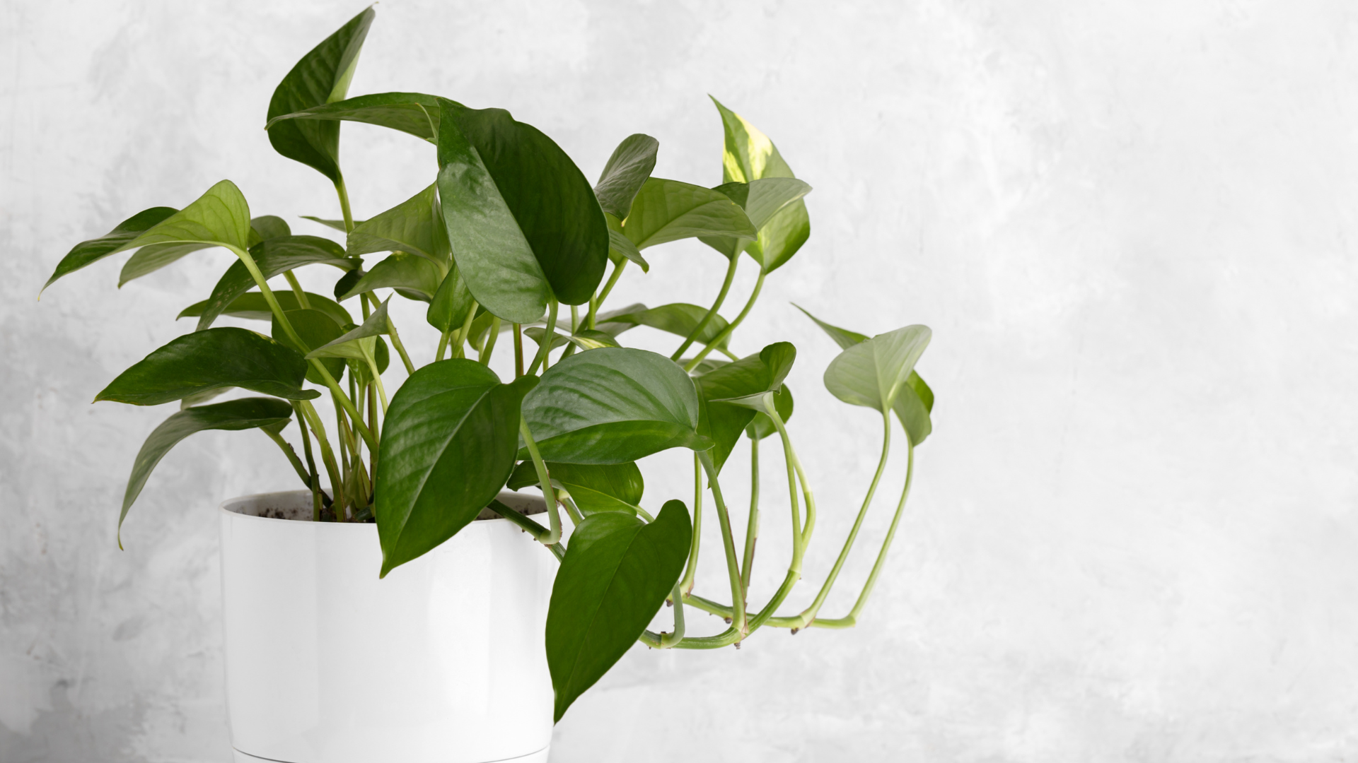 Desk Plants