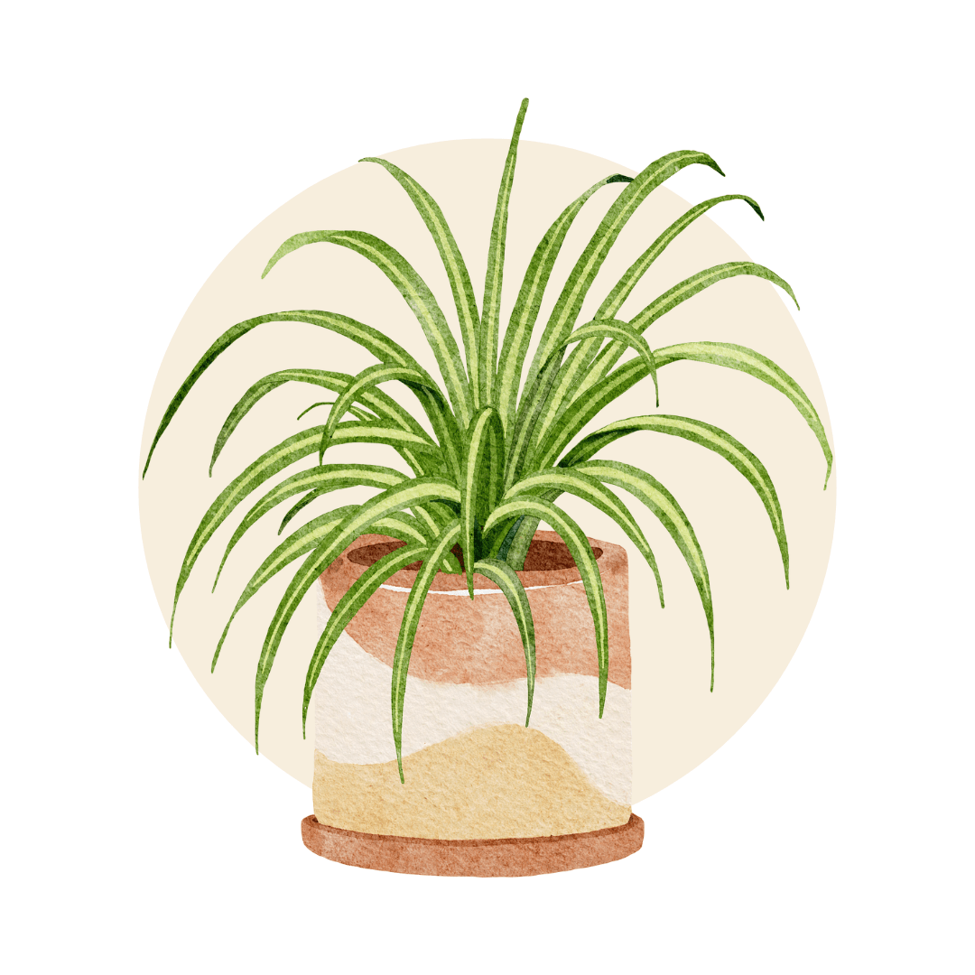 Easy Care Plants - Plant Store