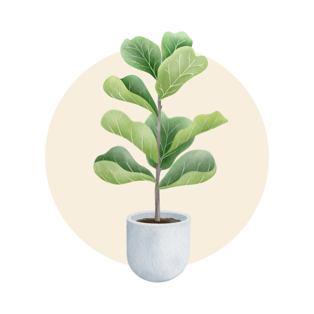 Ficus - Plant Store