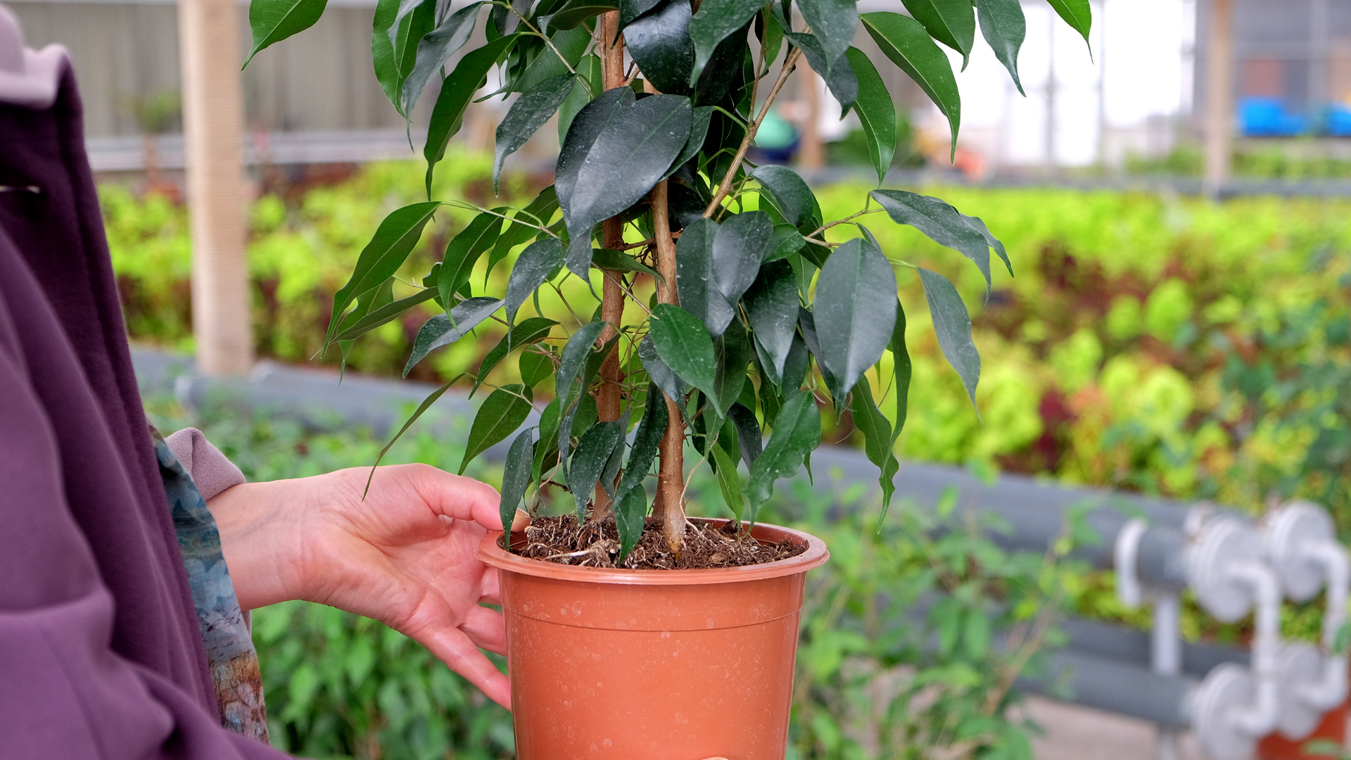 Ficus