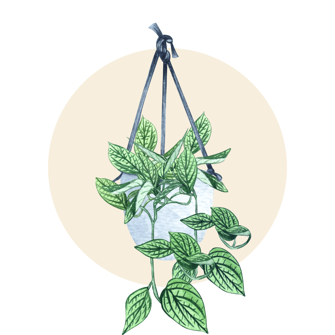 Hanging Plants - Plant Store
