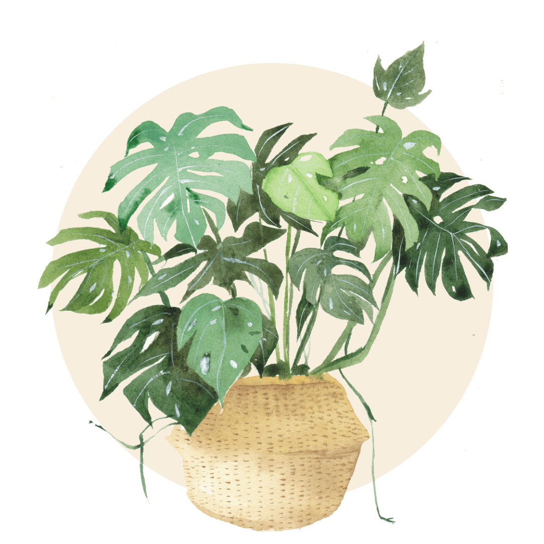 Bestselling Indoor Plants - Plant Store