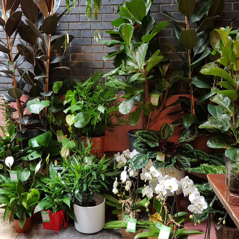 Bestselling Indoor Plants