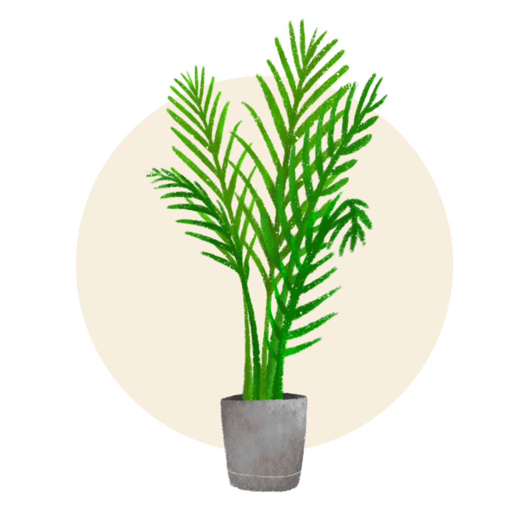 Indoor Palms - Plant Store