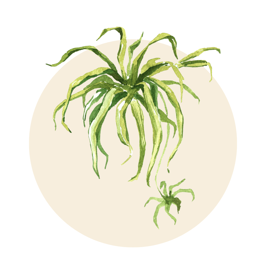 Air Plants - Plant Store
