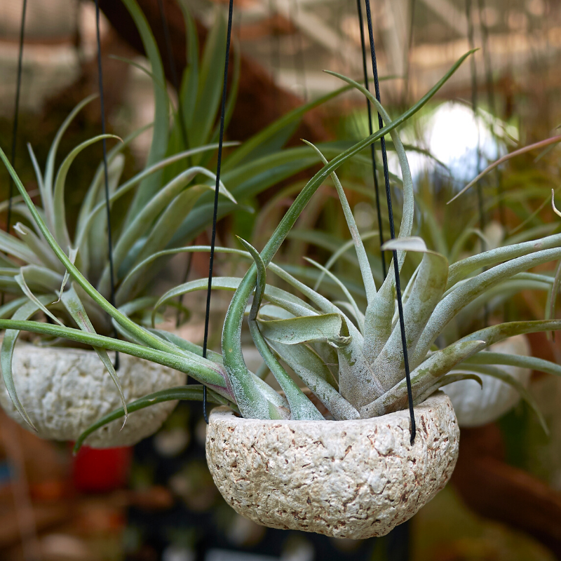 Air Plants in hanging containers 